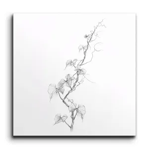 Heartleaf Vine: Minimalist Botanical Elegance