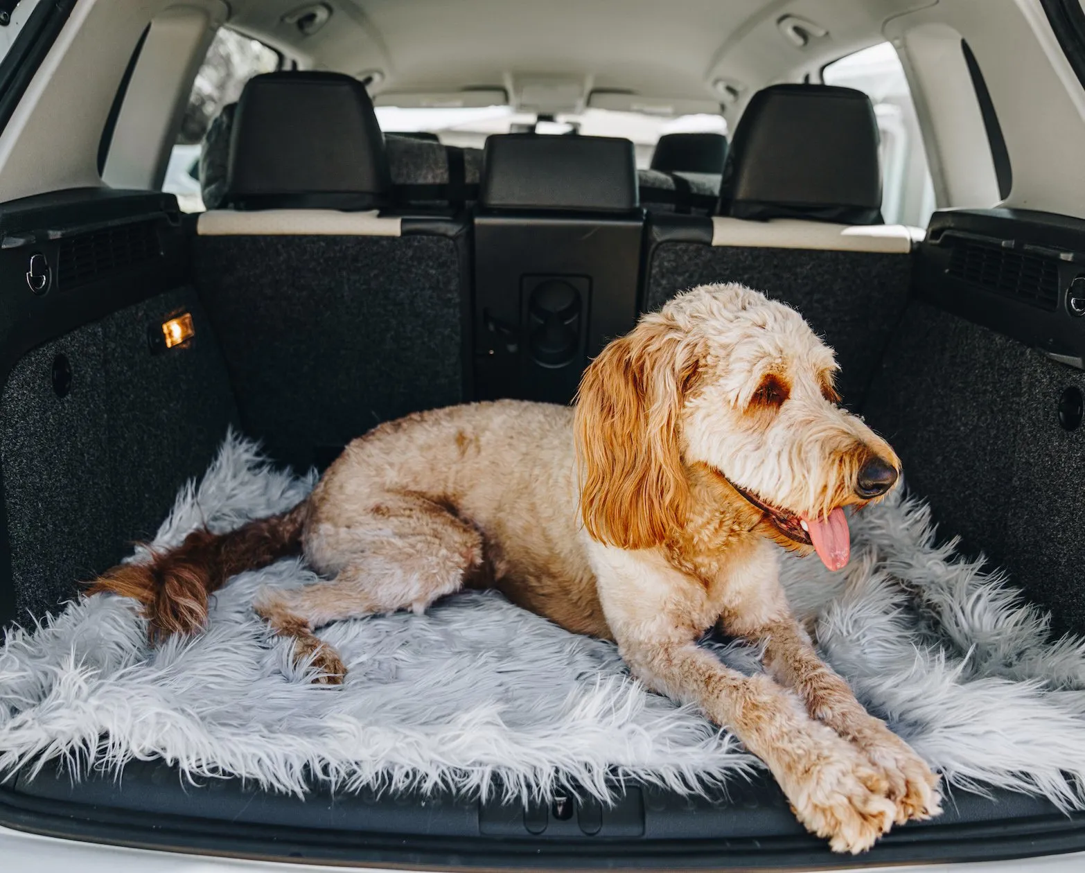 PupRug by Paw.com™ Portable Orthopedic Dog Bed - Grey