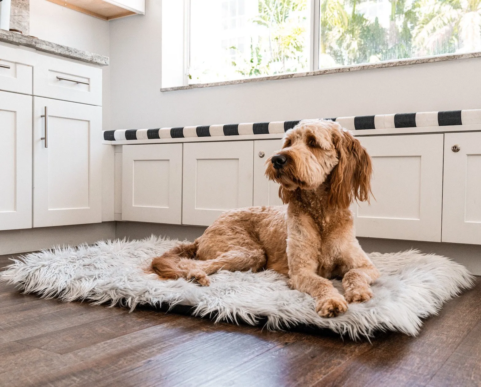 PupRug by Paw.com™ Portable Orthopedic Dog Bed - Grey