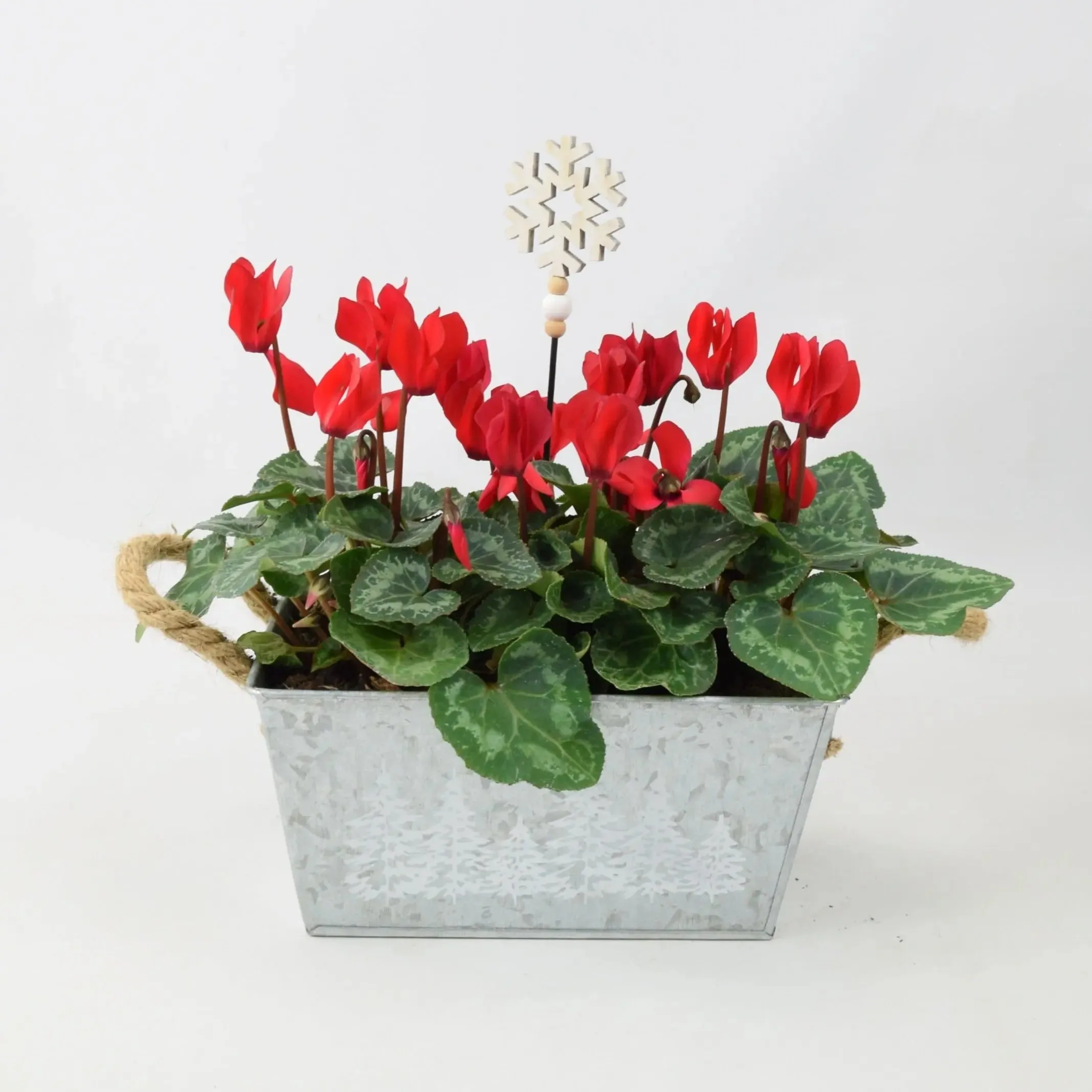 Red Cyclamen In Christmas Trough